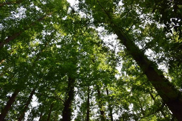 廣州市珠海、天河區(qū)全力推進秋冬季大氣污染防治攻堅工作