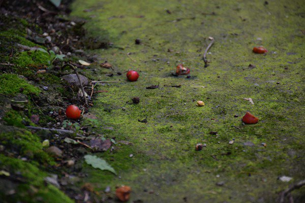創(chuàng)新土壤污染管控模式，廣州為企業(yè)綠色發(fā)展“保駕護(hù)航” 