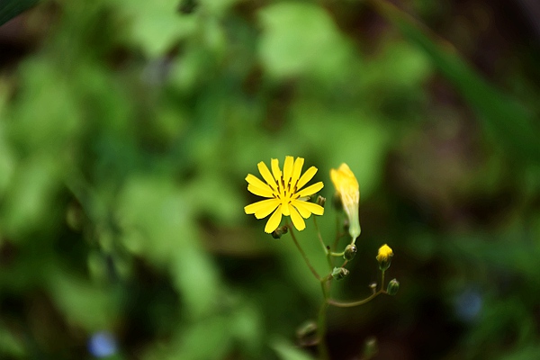 IIGF觀點|范欣宇、龐心睿：溫室氣體減排交易中心發(fā)展經(jīng)驗——區(qū)域及創(chuàng)新篇 